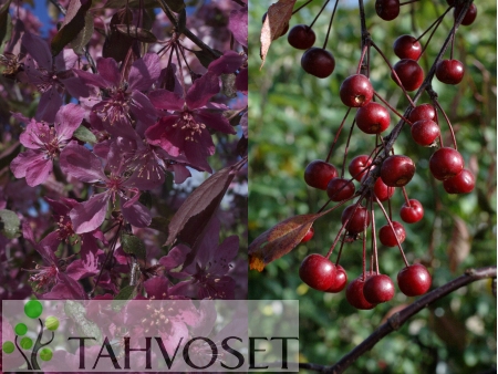 Malus Purpurea-Ryhm� 'Royal Beauty' purppuraomenapuu